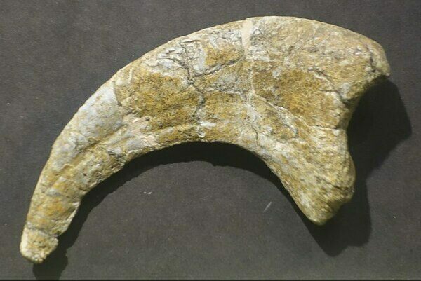 Claw of a Utahraptor, on display at the BYU Museum of Paleontology.